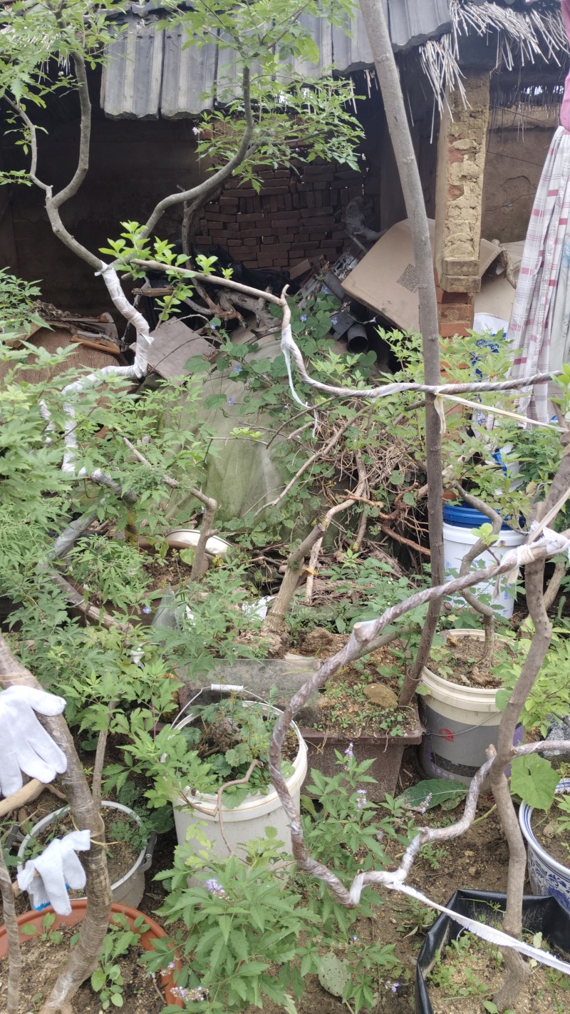 批发黄荆价格面议