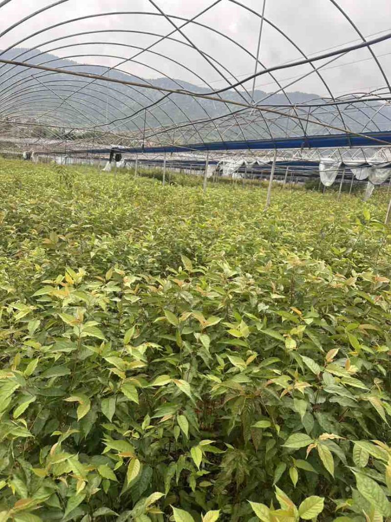樱花10杯苗