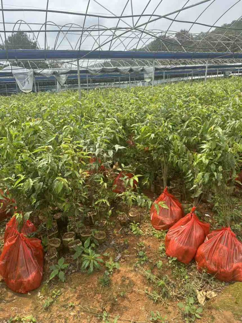 樱花10杯苗