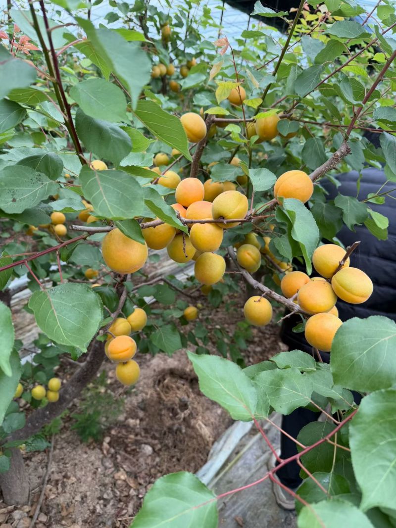 【酸甜爽口】头茬大黄杏新鲜应季水果酸甜孕妇水果金太阳彩箱批发
