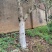 茶花树，桂花树，九里香树等园林绿化树