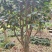 茶花树，桂花树，九里香树等园林绿化树