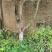 茶花树，桂花树，九里香树等园林绿化树