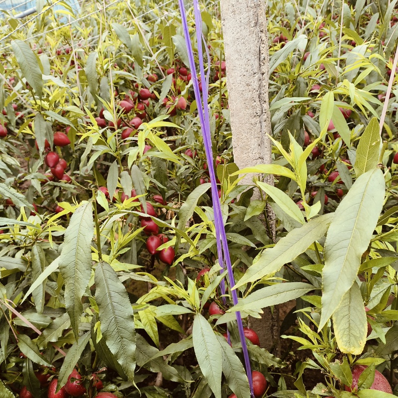 山东聊城冠县油桃基地大量上市，需要的老板联系