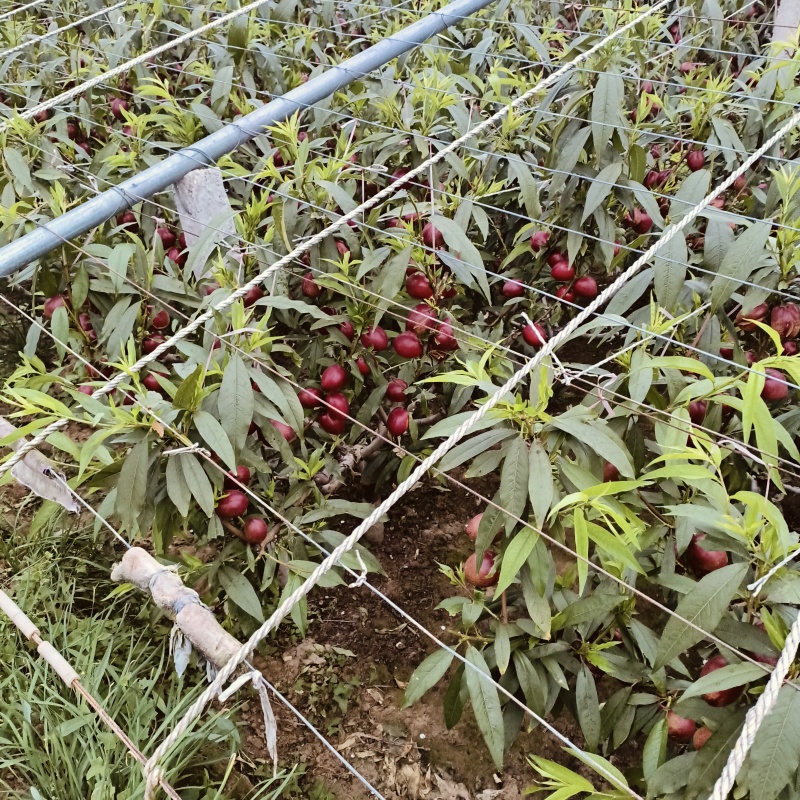 山东聊城冠县油桃基地大量上市，需要的老板联系