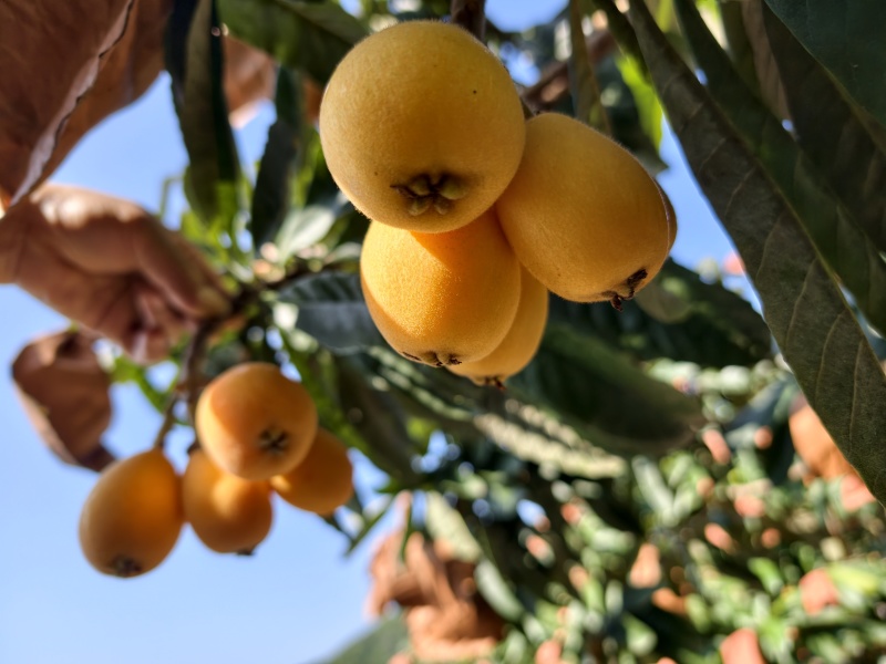 桂林枇杷