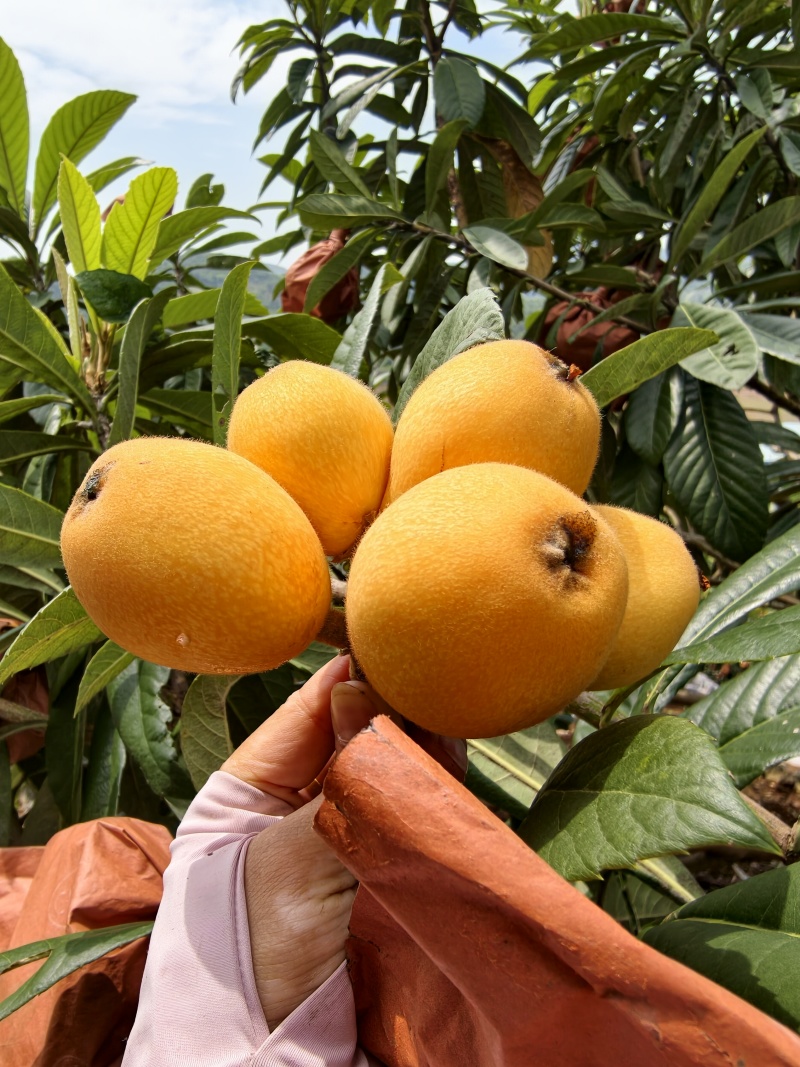 桂林枇杷