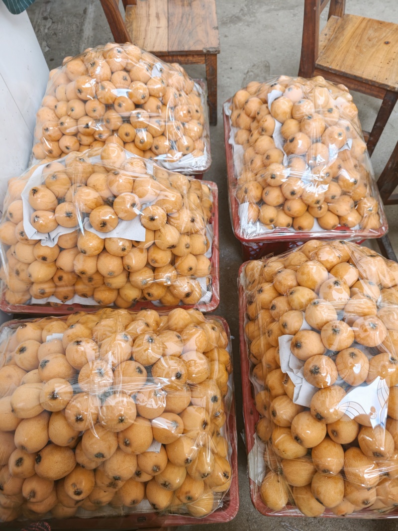 桂林枇杷