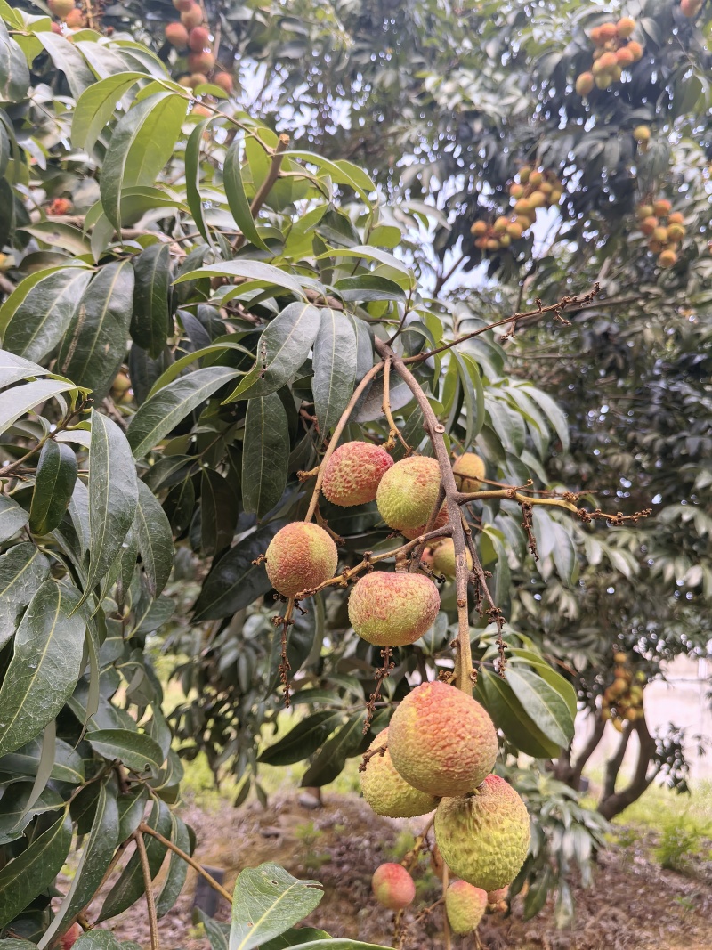 灵山荔枝三月红