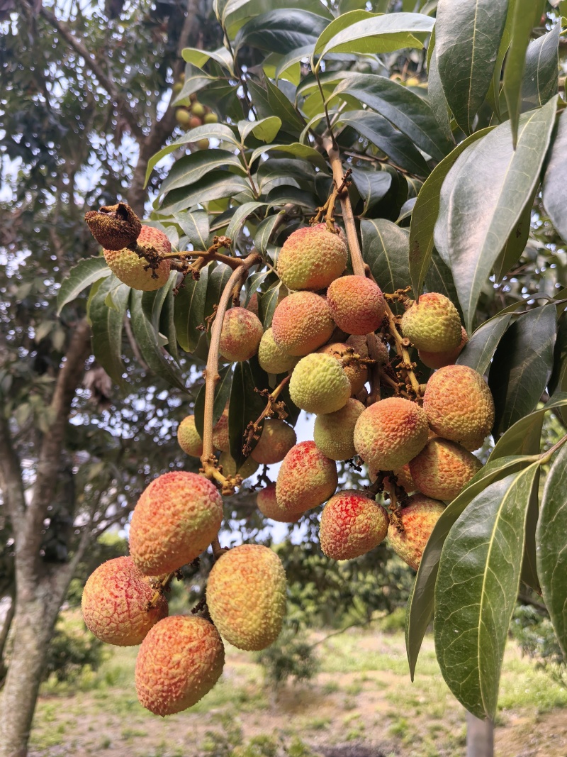 灵山荔枝三月红