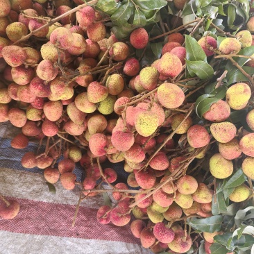 灵山荔枝三月红
