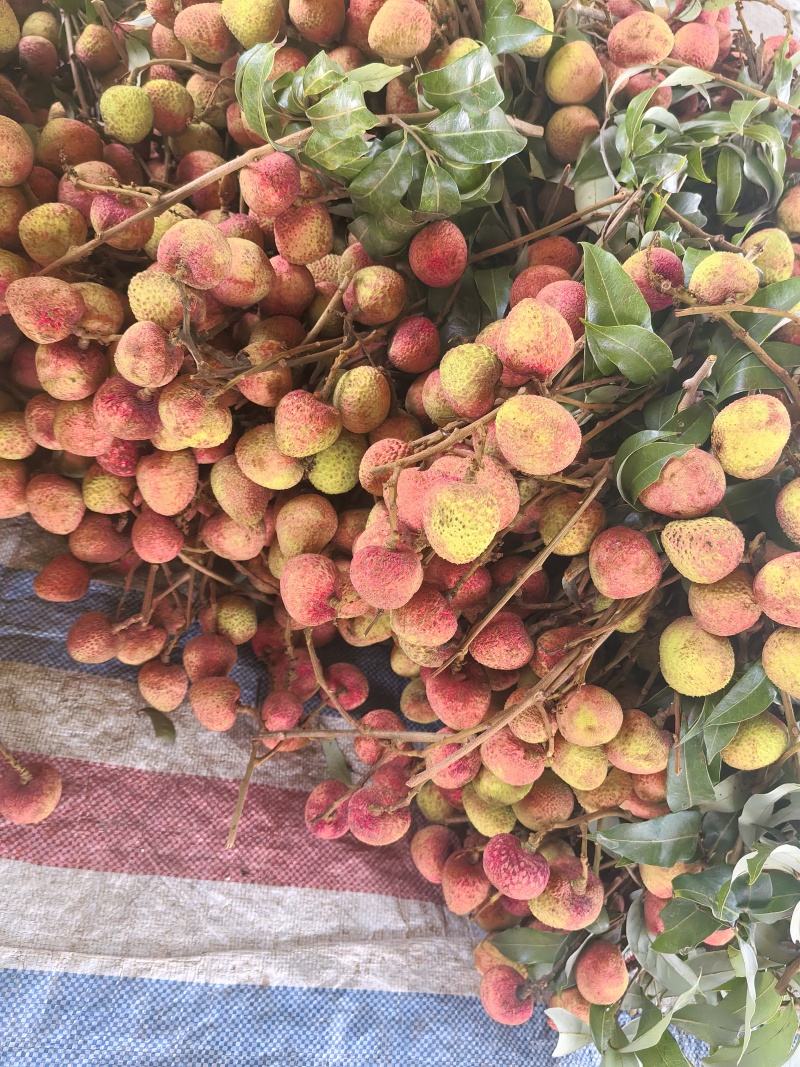 灵山荔枝三月红