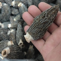河南羊肚菌自家种植，可以精选，不满意退货无忧