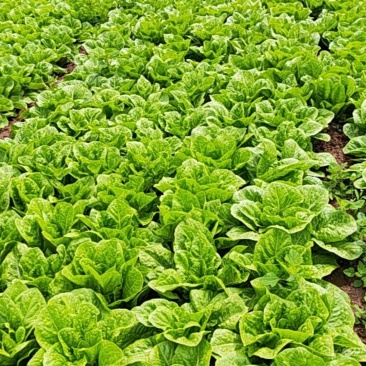 孔雀油麦菜