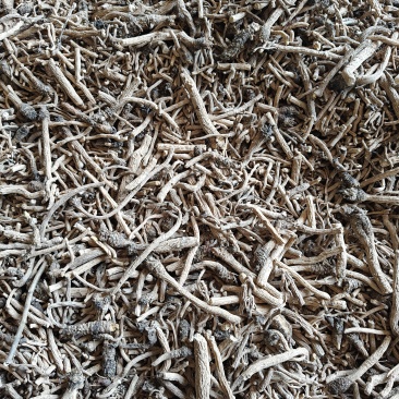 河南板蓝根大量有货，需要的联系