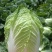 大白菜