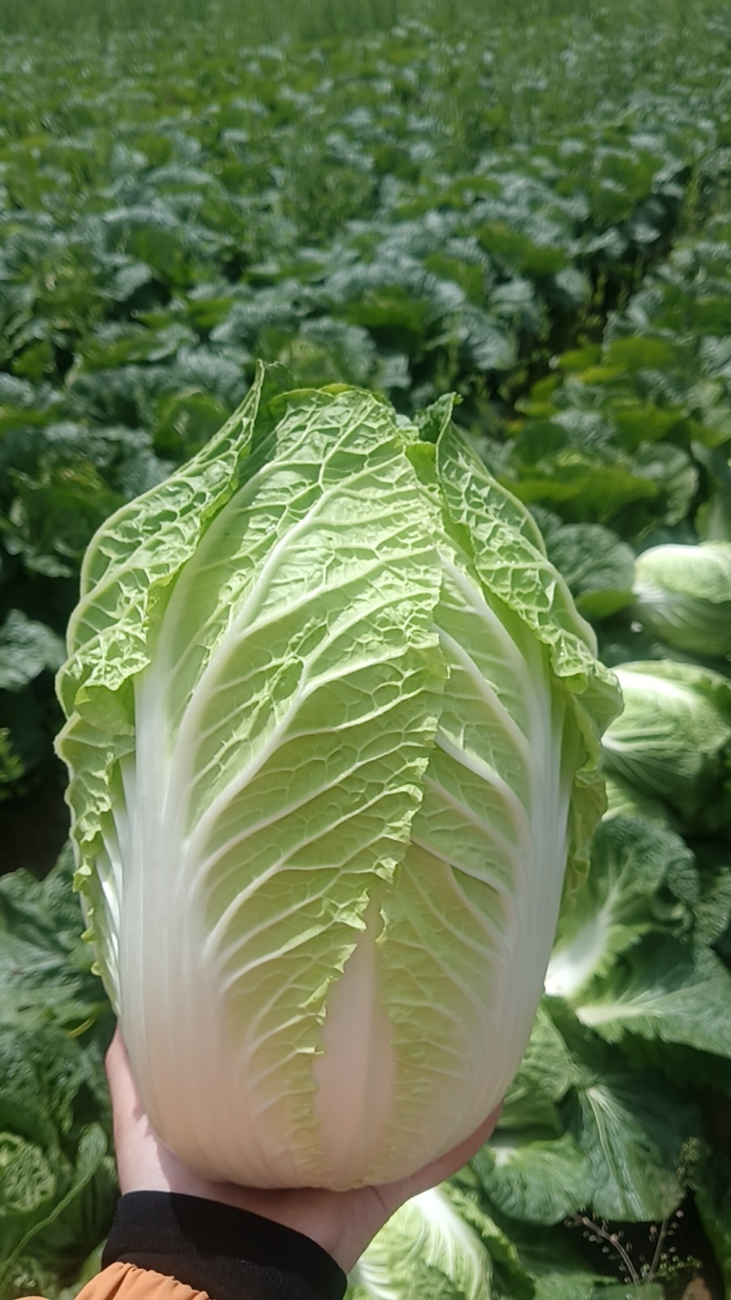 大白菜