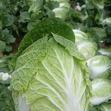 大白菜
