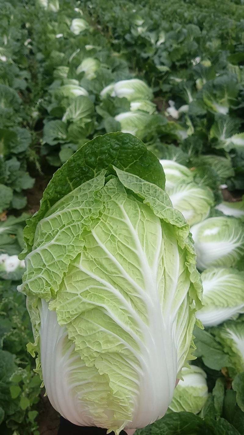 大白菜