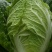 大白菜