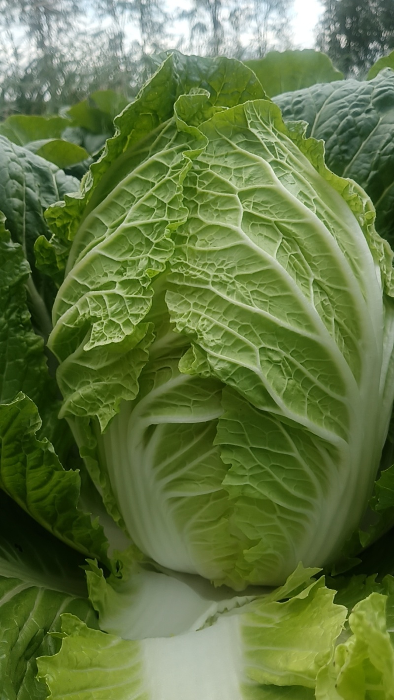 大白菜