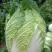 大白菜