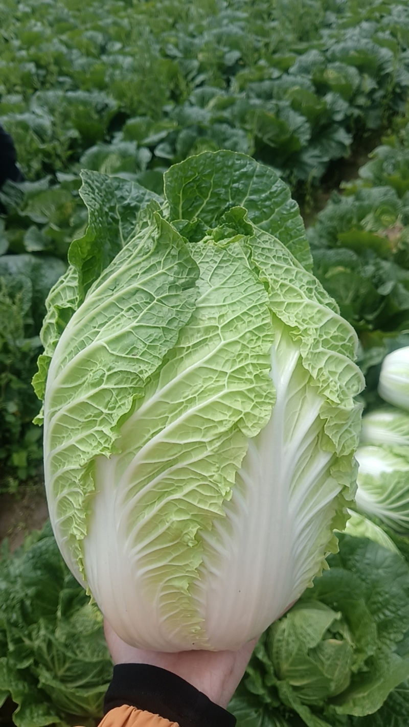 大白菜