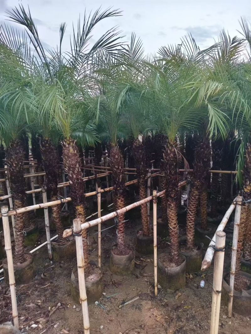 美丽针葵，大小规格都有，基地直销