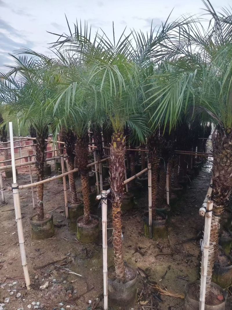 美丽针葵，大小规格都有，基地直销