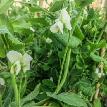 甜豌豆