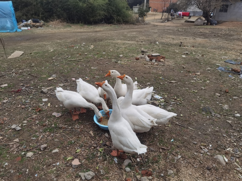 皖西大白鹅