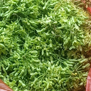 夜香花