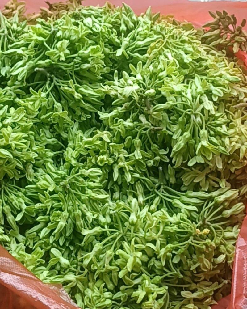 夜香花