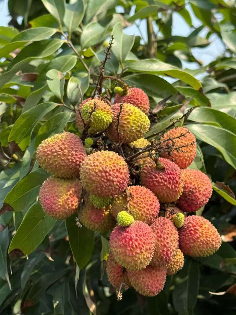 26年4月22日妃子笑实拍[吃瓜][吃瓜][吃瓜]25日