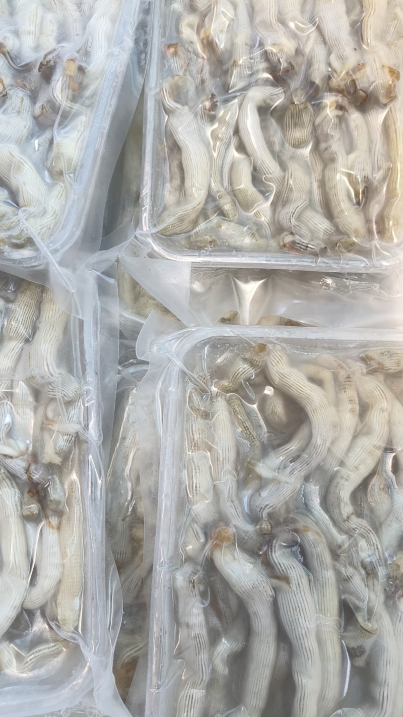 沙虫，200克