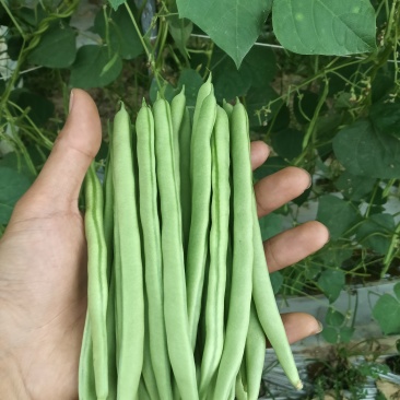 云南临沧四季豆小金豆