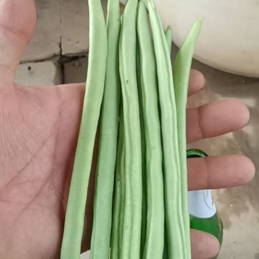 云南临沧小金豆产地