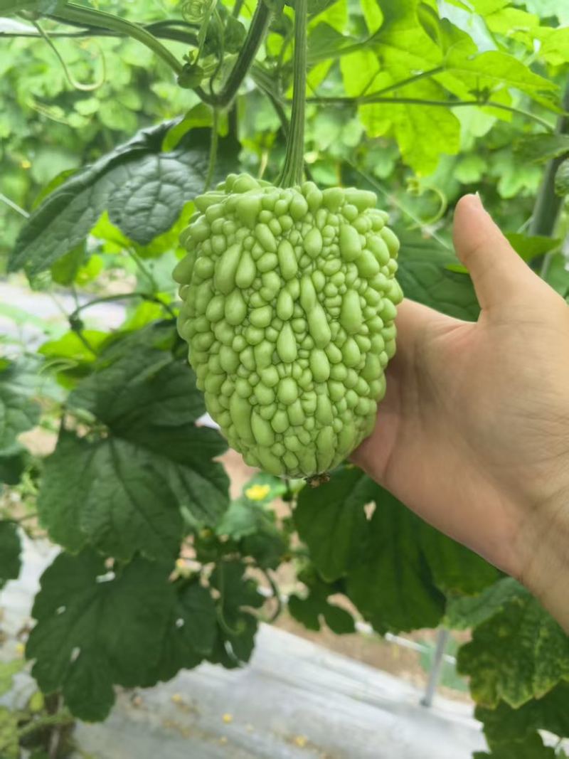 白珠苦瓜，身短饱满，品相出众