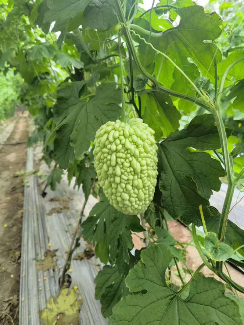 白珠苦瓜，身短饱满，品相出众