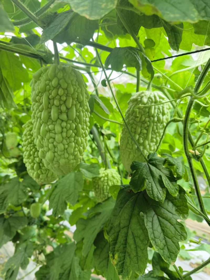 白珠苦瓜，身短饱满，品相出众