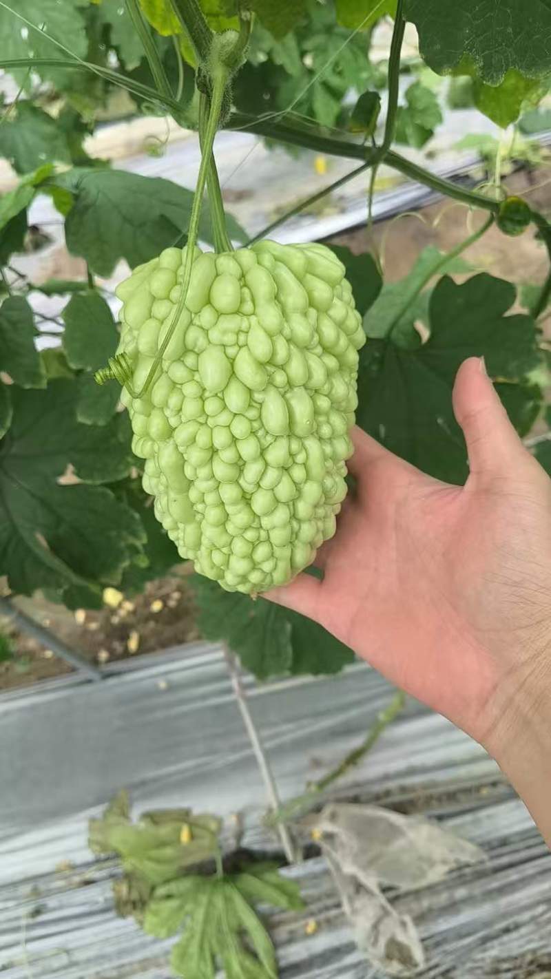 白珠苦瓜，身短饱满，品相出众