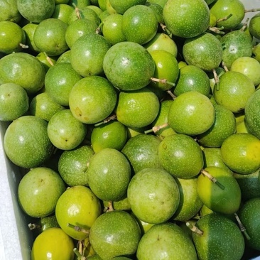 百香果