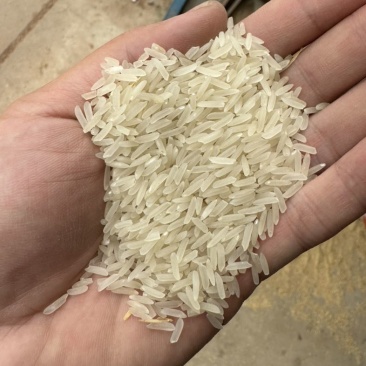 高端象牙农家米批发价格优势