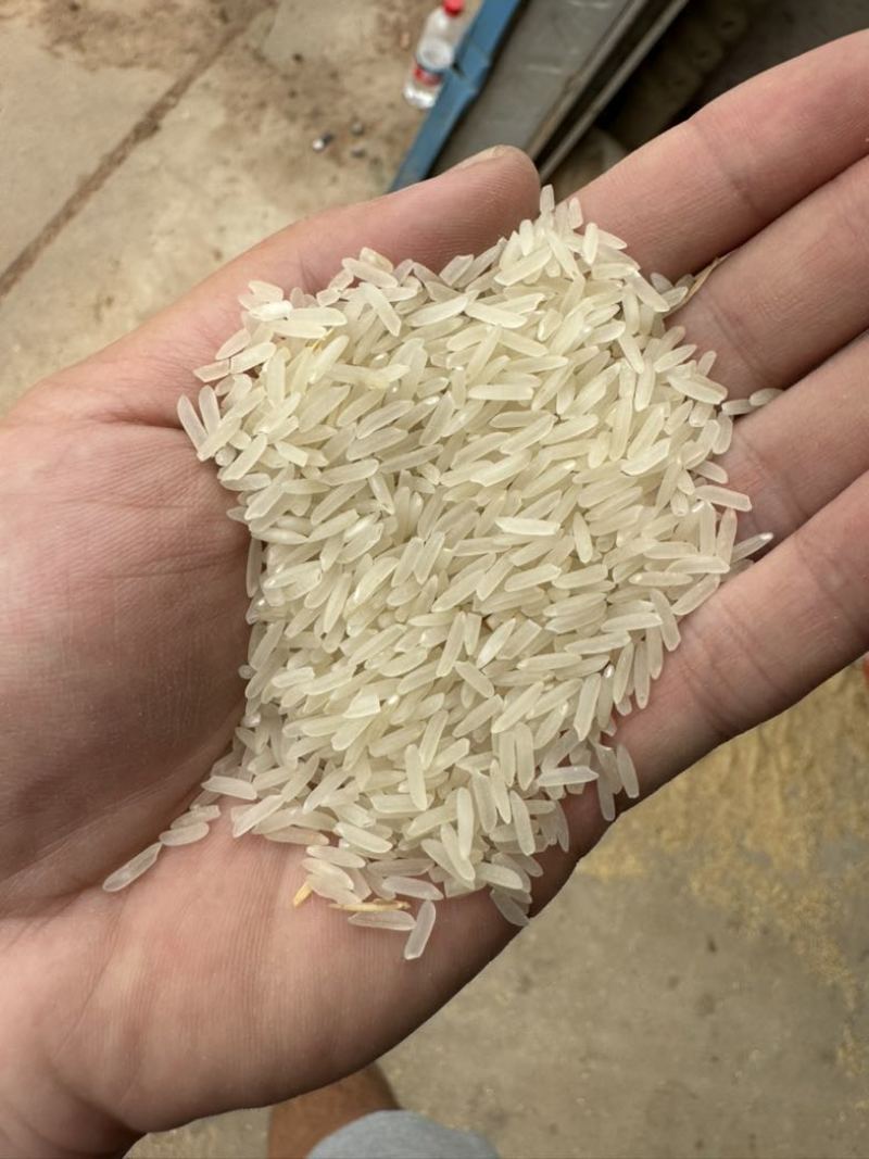 高端象牙农家米批发价格优势