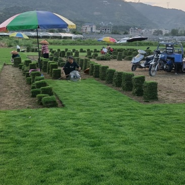 草皮