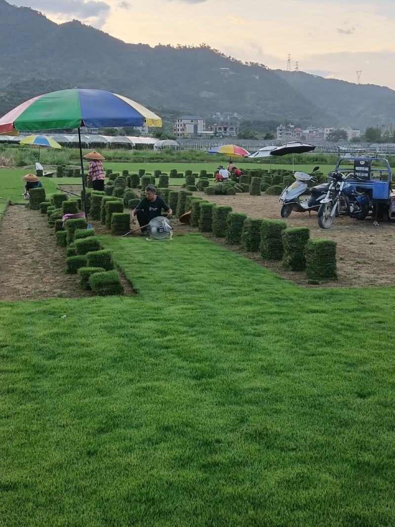 草皮