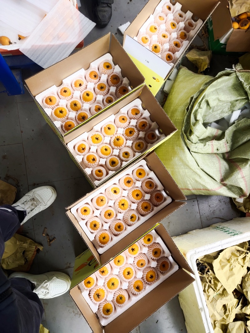 屏山县清平彝族乡金沙江边上土壤富硒，枇杷香甜，这个季节正吃