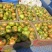 大草莓西红柿