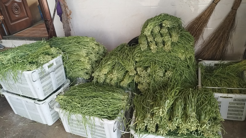 云南贡菜干