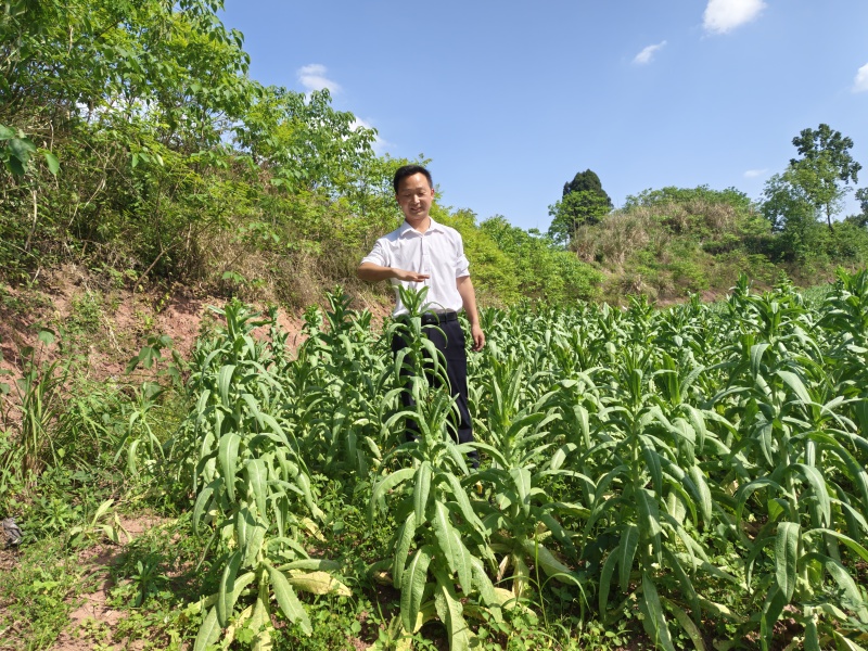液氮鲜贡菜